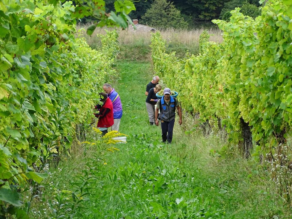 Farm Stay Frank Ozmec Wine And Glamping Estate Ljutomer Bagian luar foto