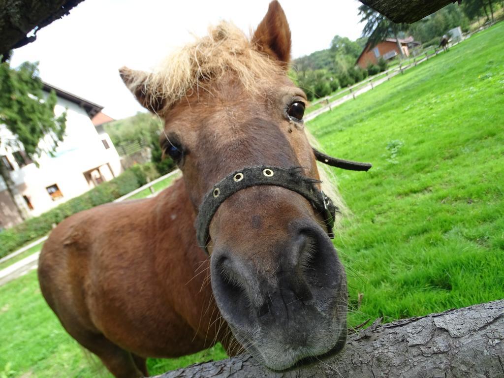 Farm Stay Frank Ozmec Wine And Glamping Estate Ljutomer Bagian luar foto