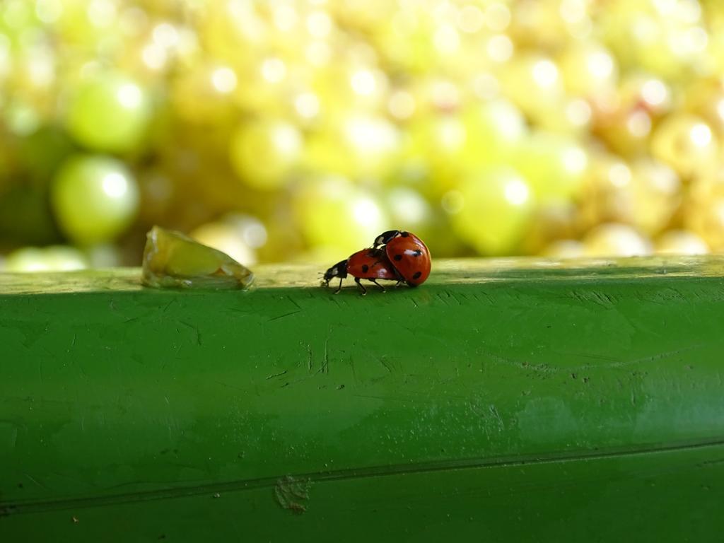 Farm Stay Frank Ozmec Wine And Glamping Estate Ljutomer Bagian luar foto