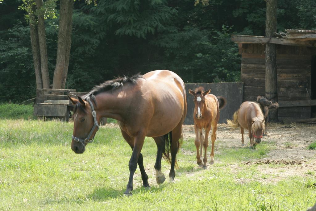 Farm Stay Frank Ozmec Wine And Glamping Estate Ljutomer Bagian luar foto